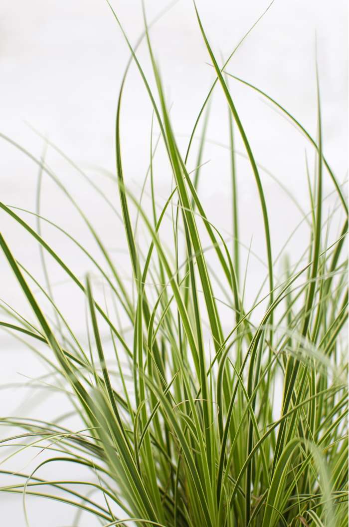 Carex brunnea ‘Variegata’